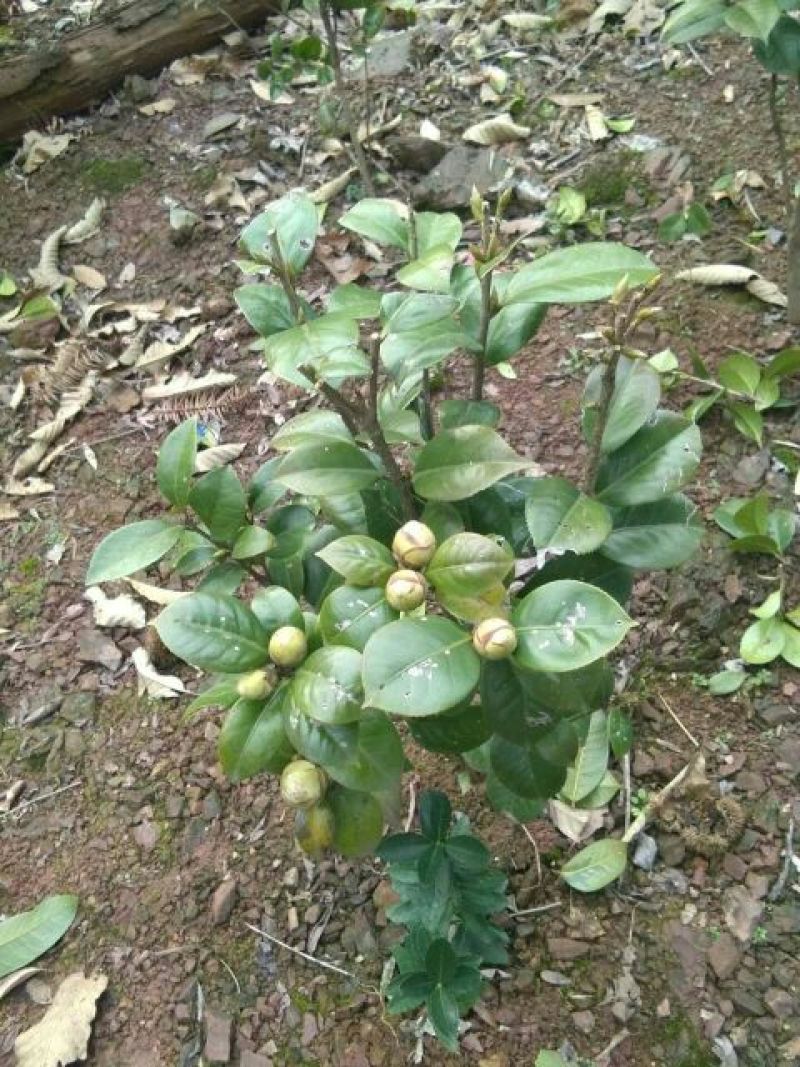 七芯茶花