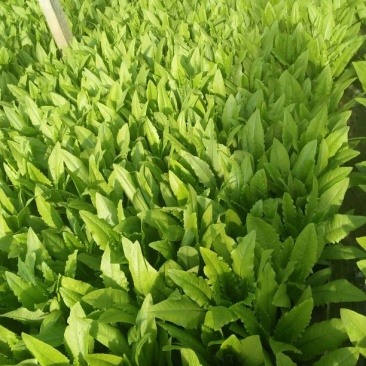红香油麦菜35~40厘米以上