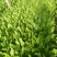 红香油麦菜35~40厘米以上