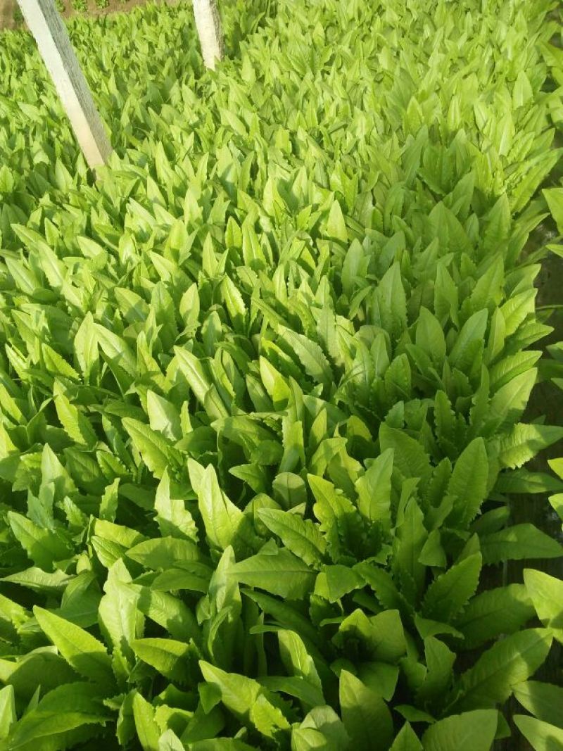 红香油麦菜35~40厘米以上