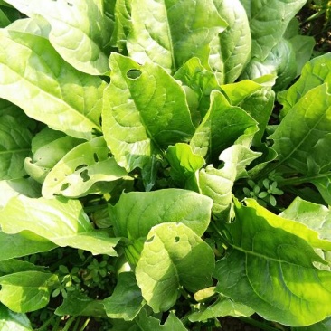 秋菠菜15~20厘米