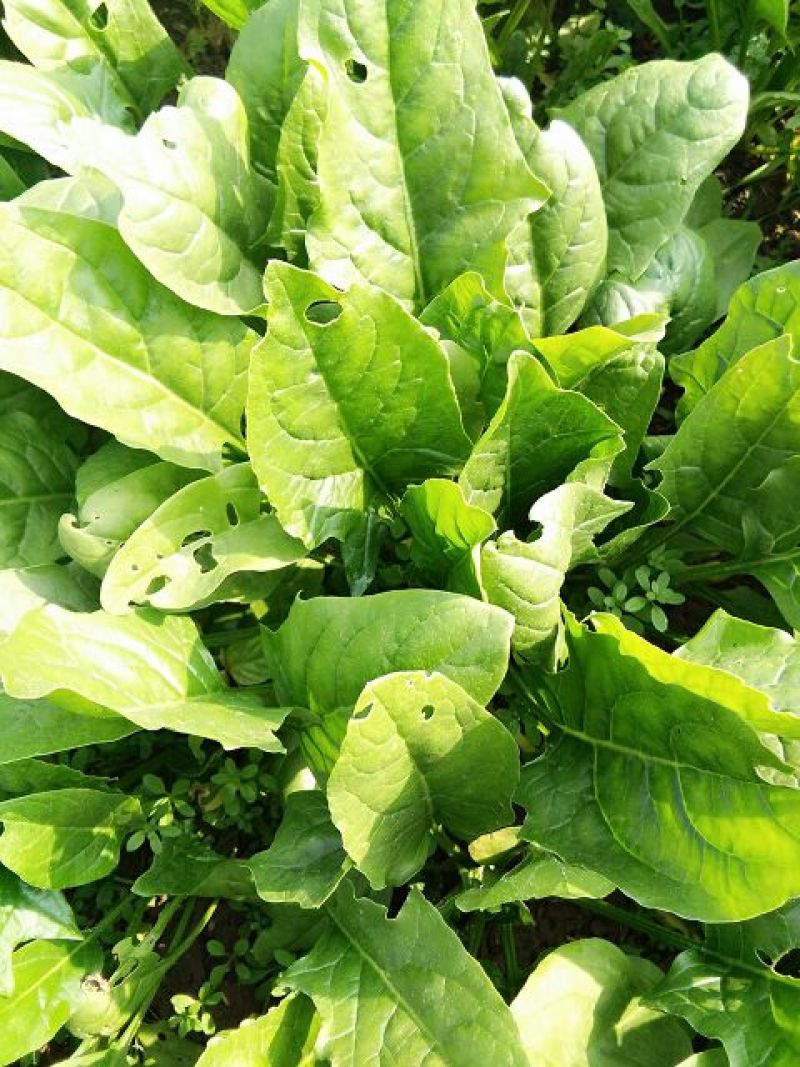 秋菠菜15~20厘米