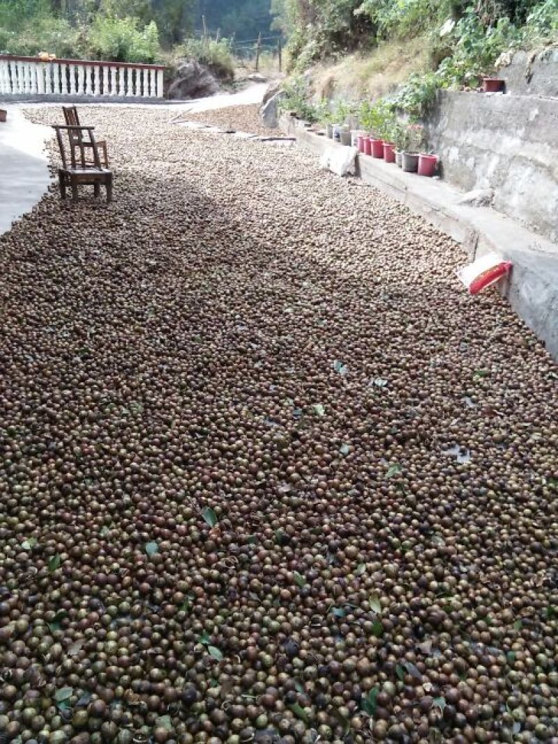 油茶籽99%以上
