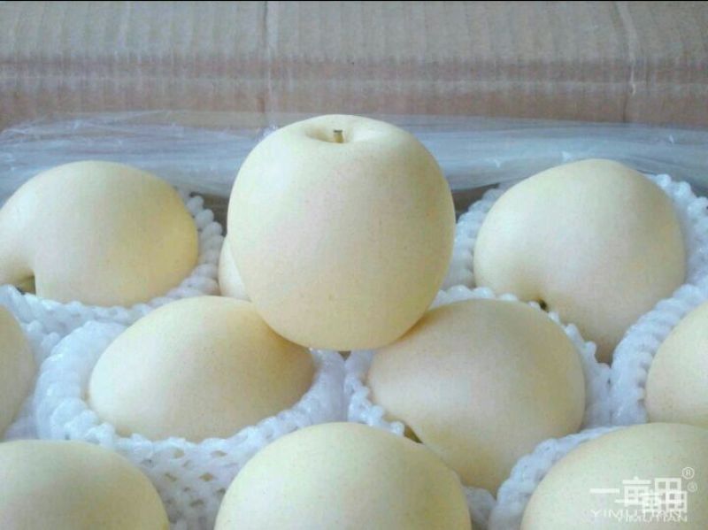 皇冠梨550~600g纸加膜
