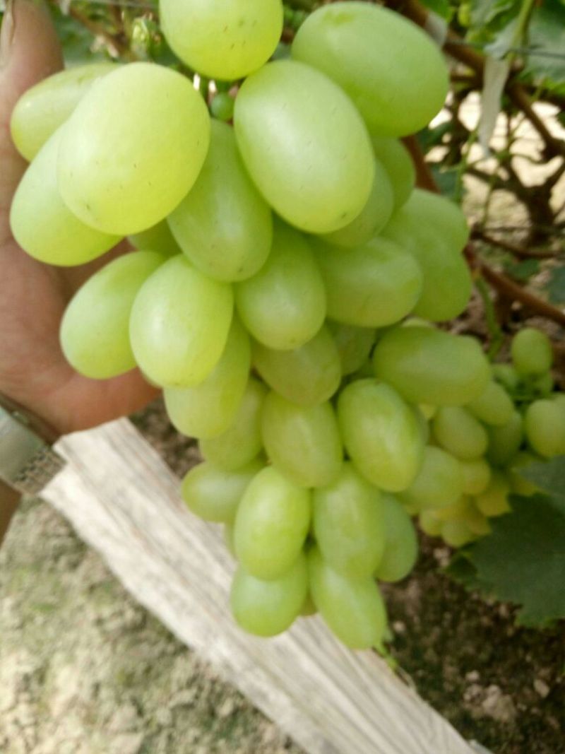 维多利亚葡萄1~2斤5%以下