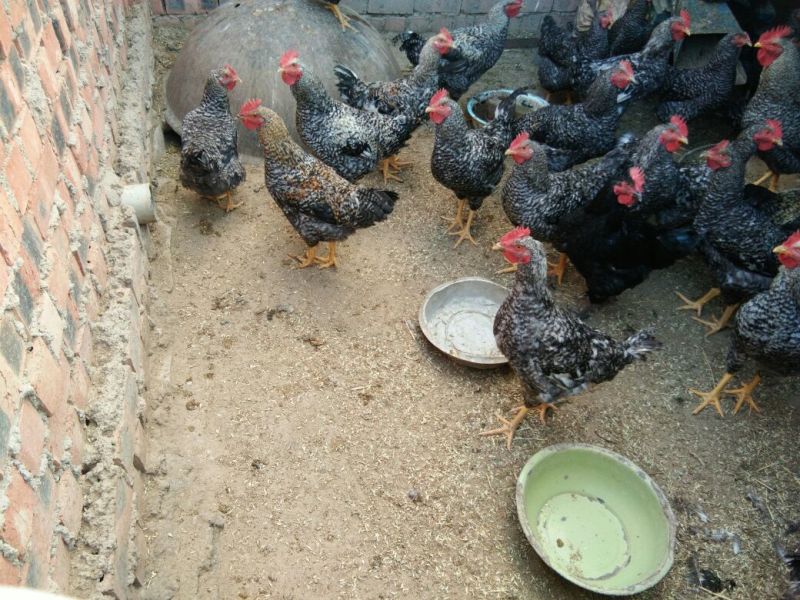 芦花鸡肉鸡6~7斤