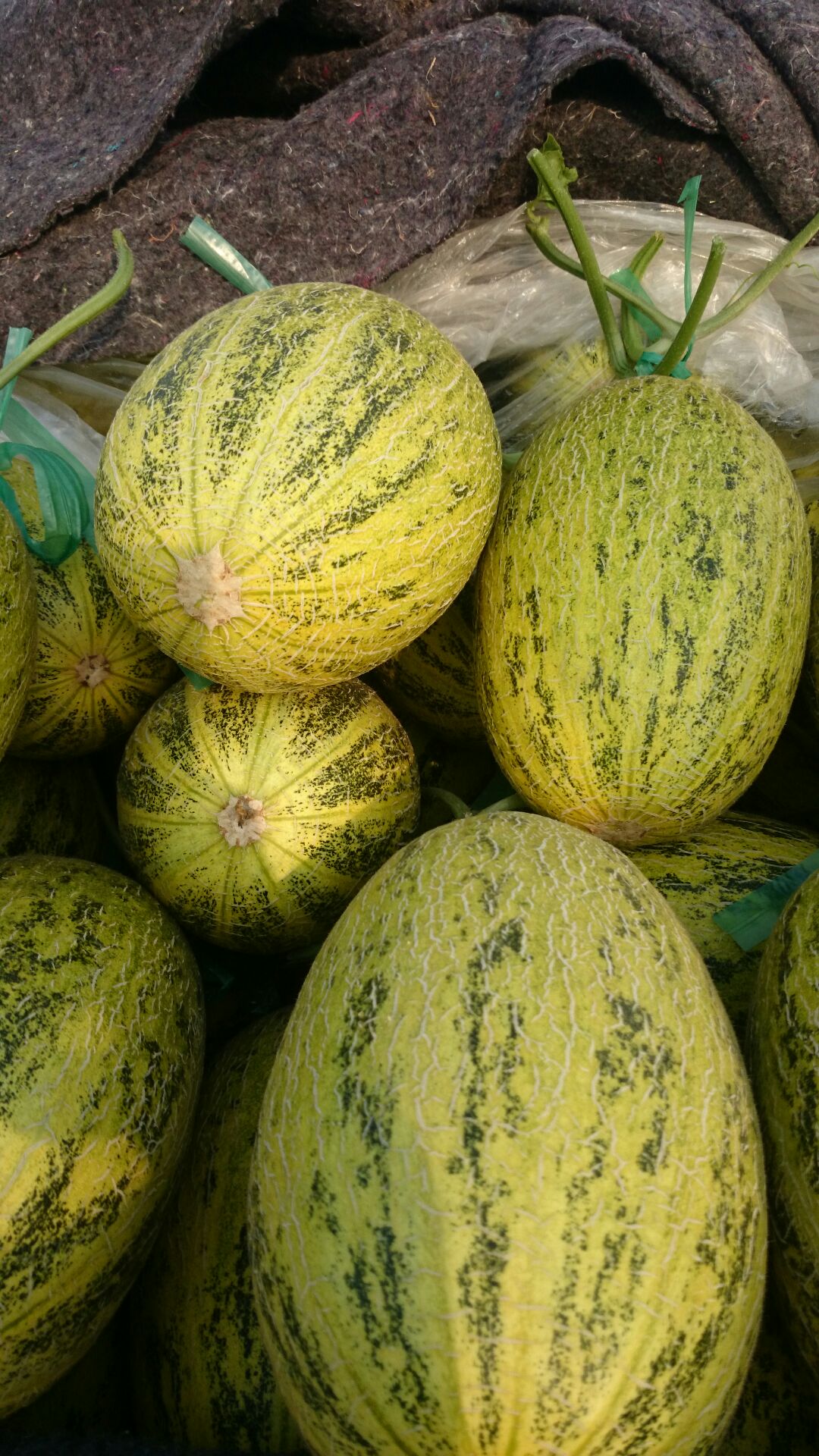 东方密1号哈密瓜山东聊城莘县_批发_供应-一亩