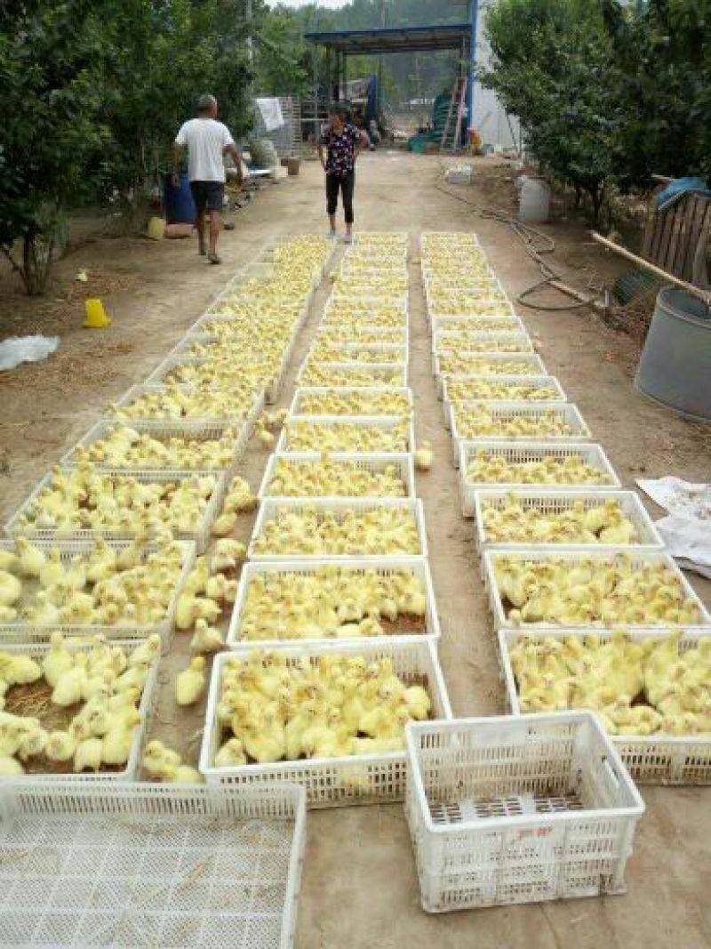 皖西白鹅苗250g以下