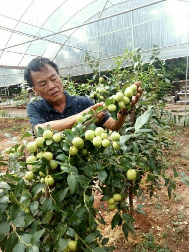 6小枣苗110cm以上