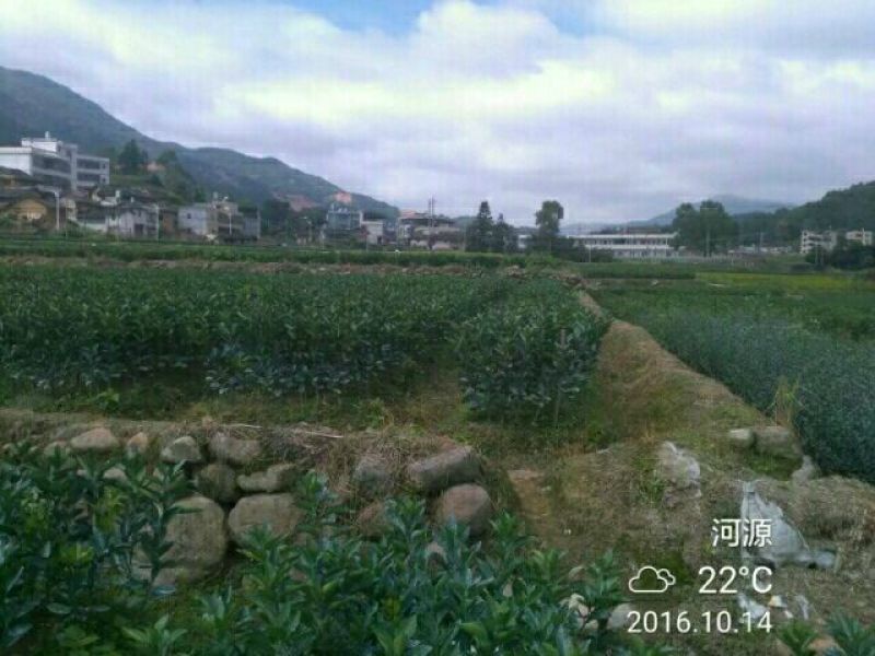 正宗赣南纽荷尔脐橙树苗无毒区培育地苗杯苗技术供应
