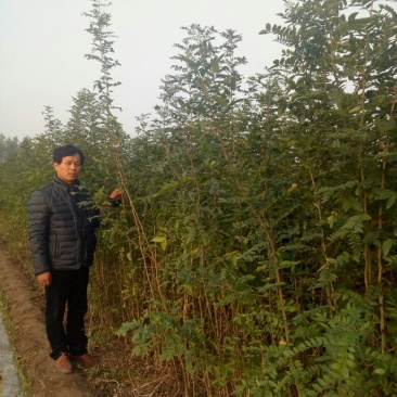 皂角树苗80~100cm