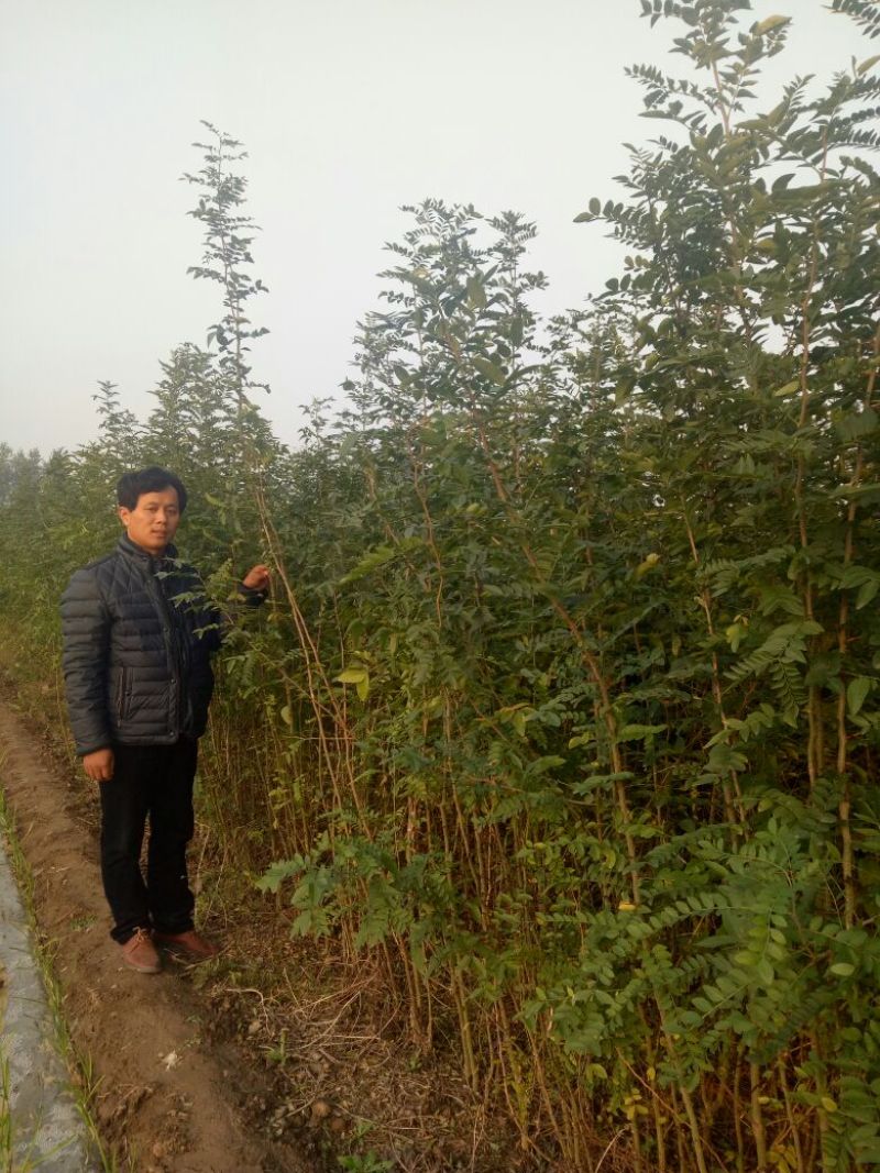 皂角树苗80~100cm