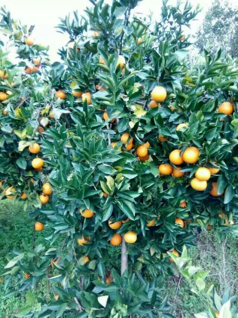 冰糖橙