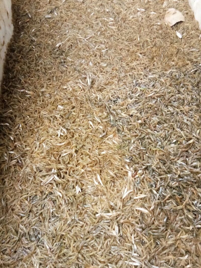 池鲤鱼食用1~2公斤
