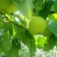 梨250~300g纸箱