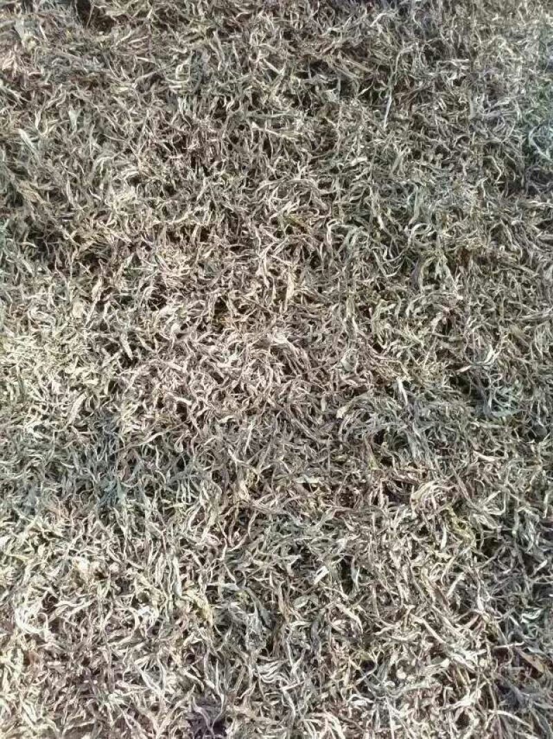 藤茶一级