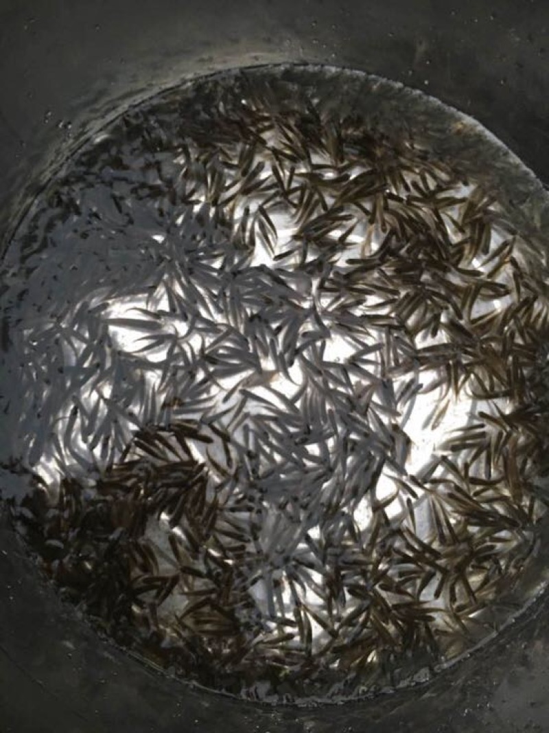 鲤鱼干
