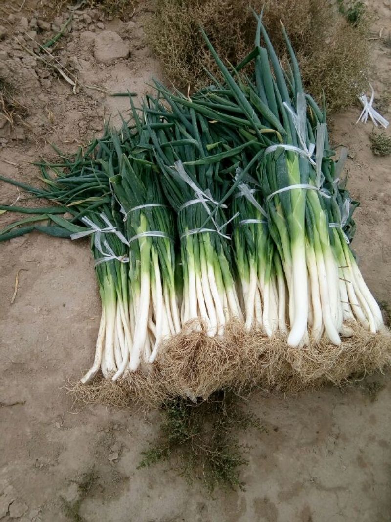 高洁白大葱20~25cm毛葱2cm左右