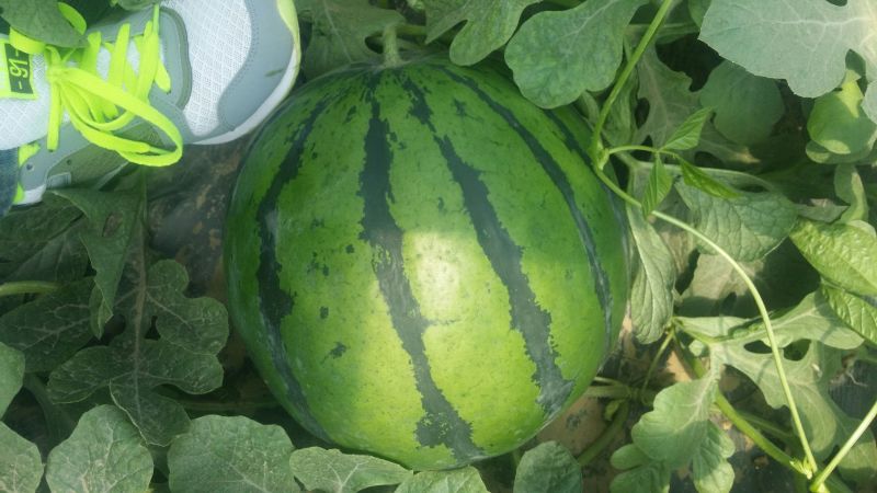 西瓜10斤打底9成熟头茬质量保障视频看货诚信合作欢迎来电