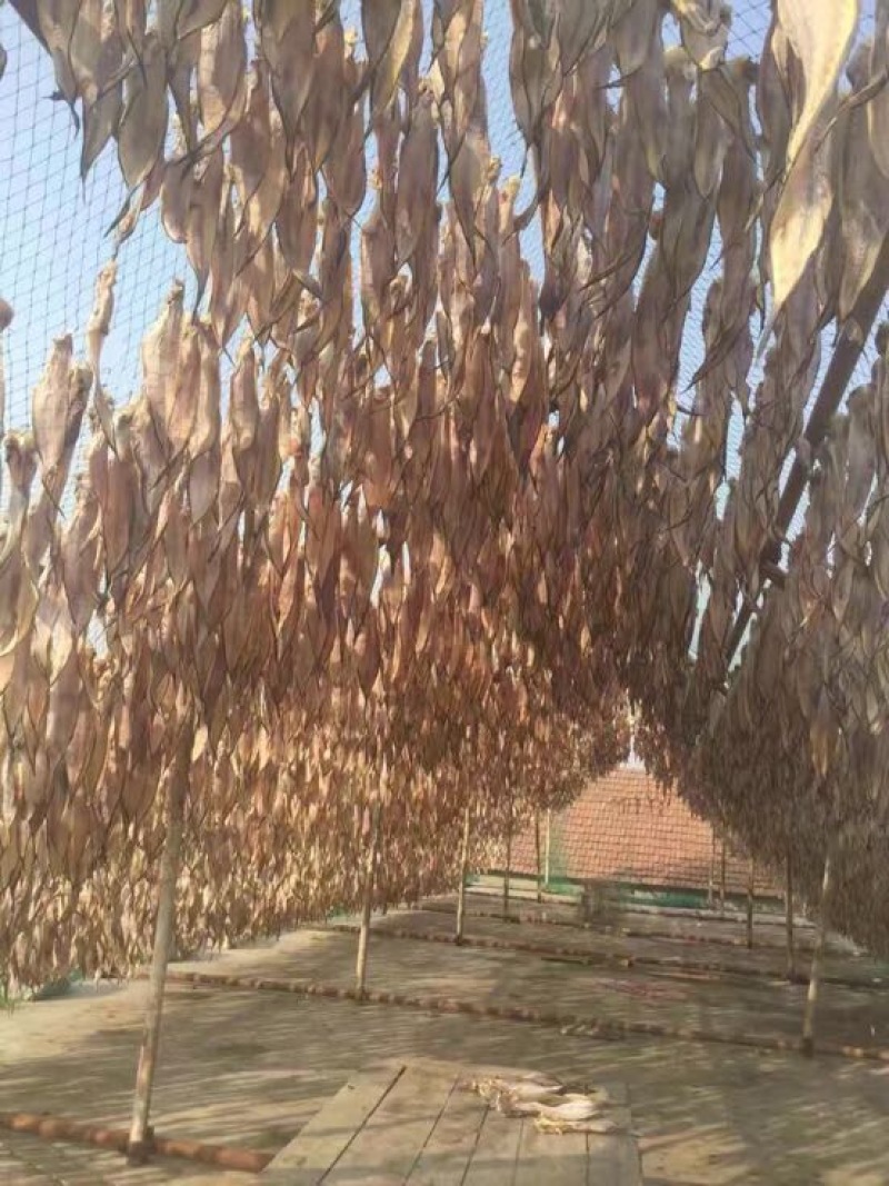 黄花鱼干