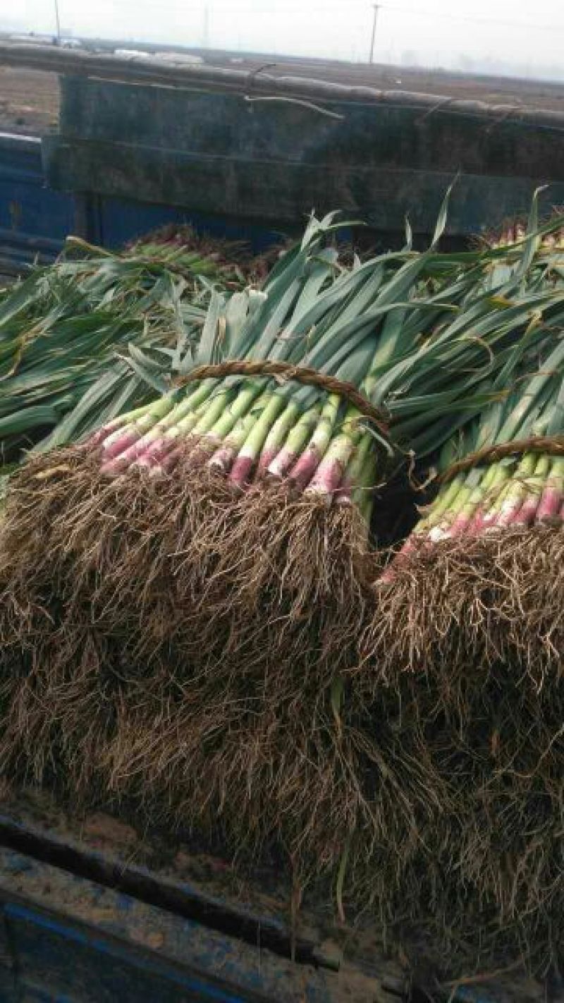 红根蒜苗40cm以下