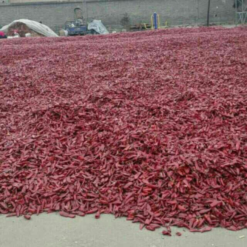 北京红干辣椒9成干以上精品产地直销色度好