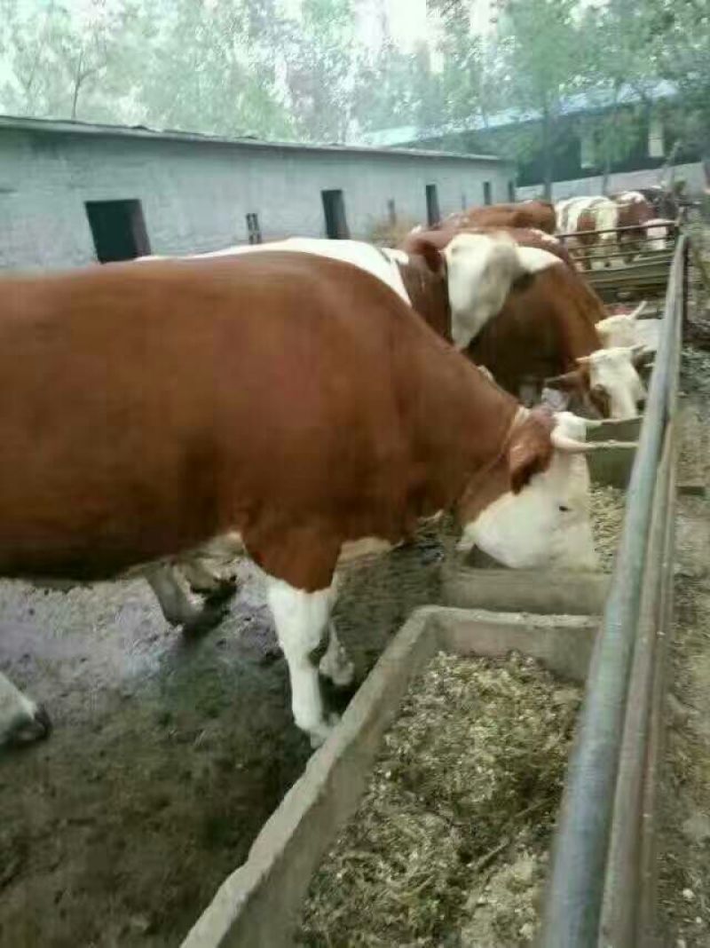 西门塔尔牛犊300