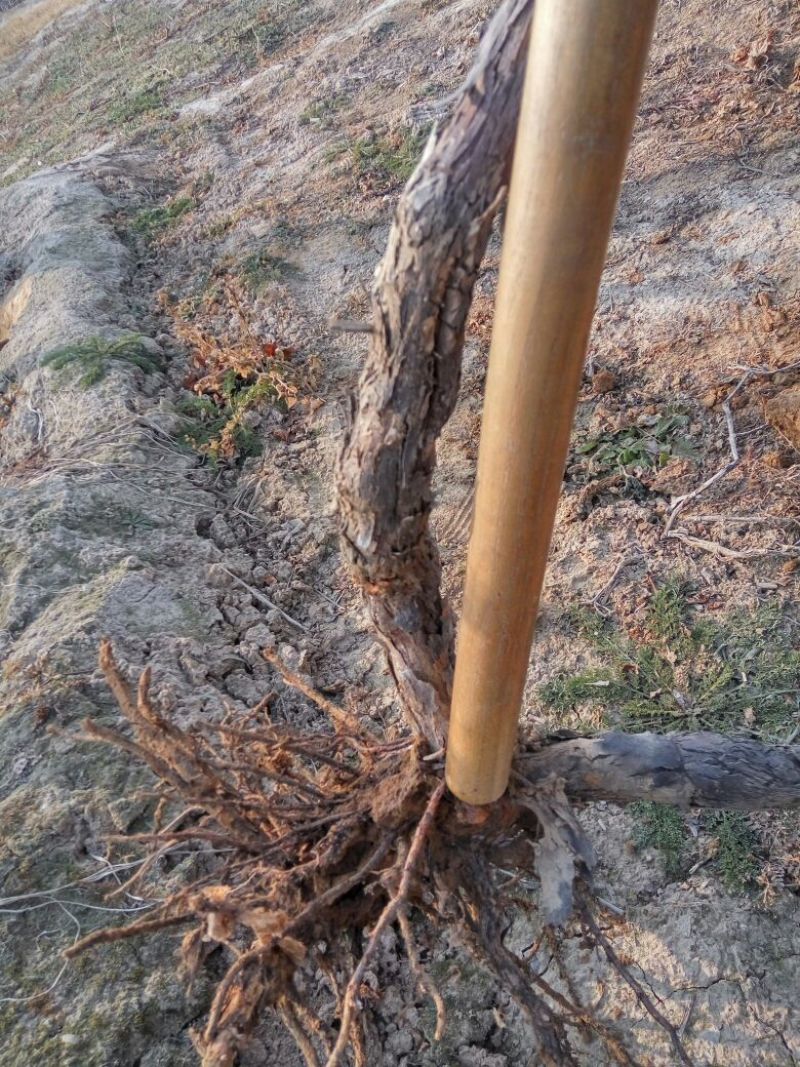 葡萄树1.1~1.5m各种规格齐全淘汰葡萄树苗大量