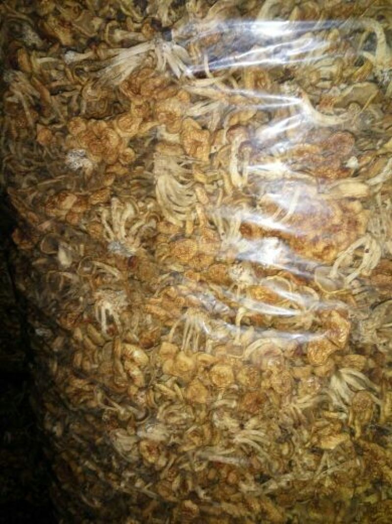 滑子菇干品