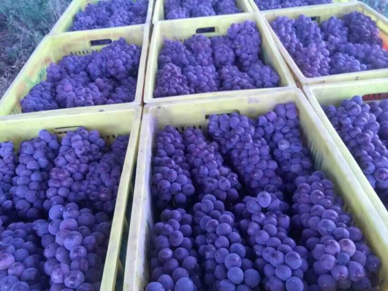 基地热销早峰葡萄1~2斤5%以下