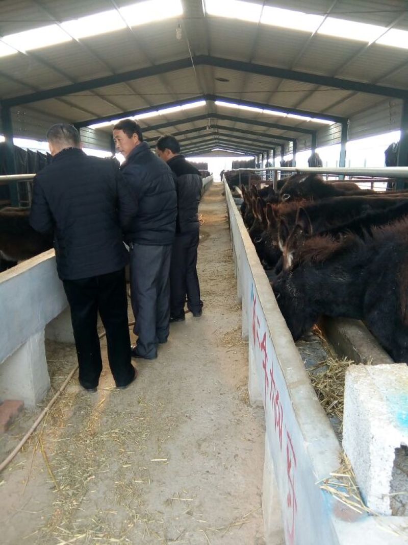 肉马