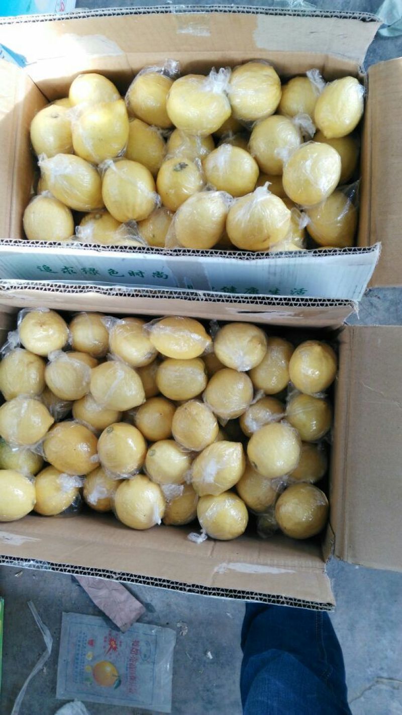 尤力克柠檬2~2.6两