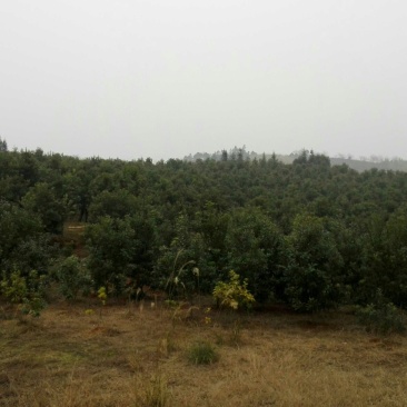 杨梅树苗0.5~150~100cm