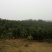 杨梅树苗0.5~150~100cm
