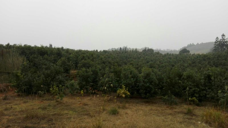 杨梅树苗0.5~150~100cm