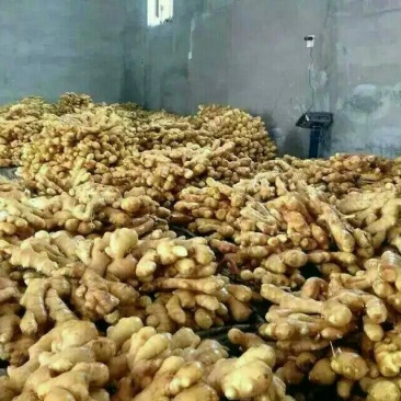 【推荐】陕西生姜产地发货新姜老姜全国发货量大从优品质保证