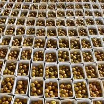 黄金梨150~200g纸箱