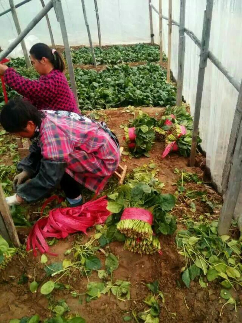 越冬菠菜