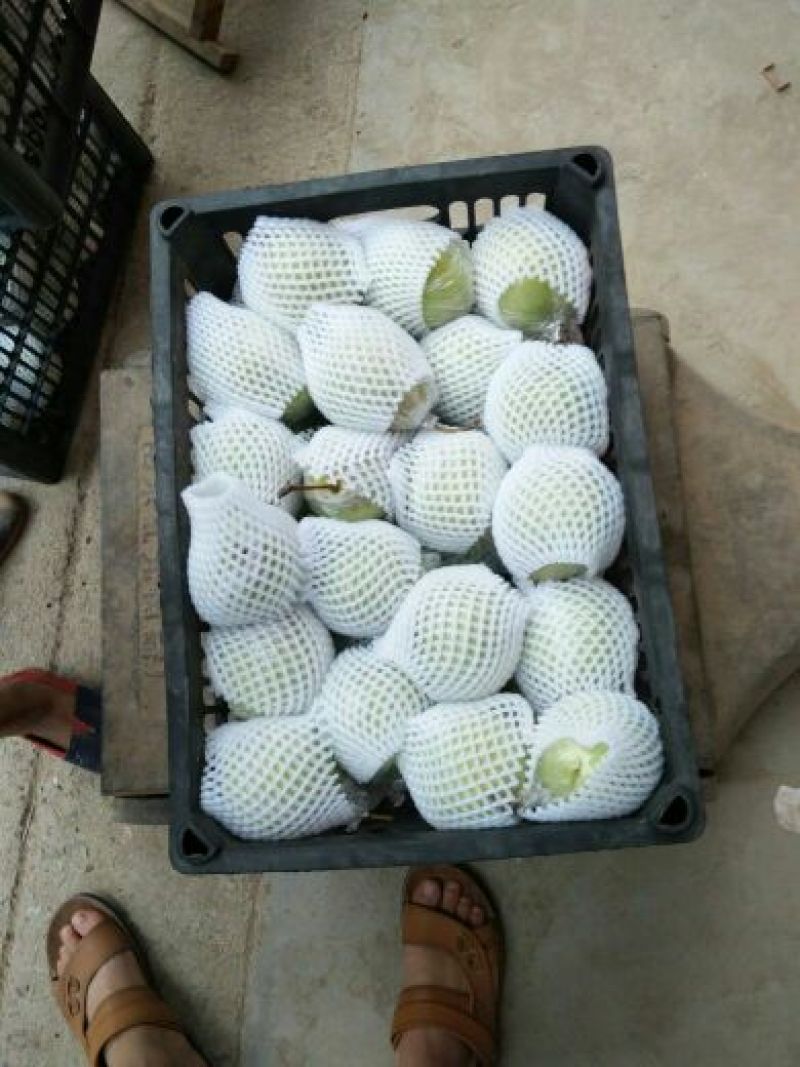 鸭梨200~250g纸加膜
