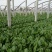 越冬菠菜15~20厘米