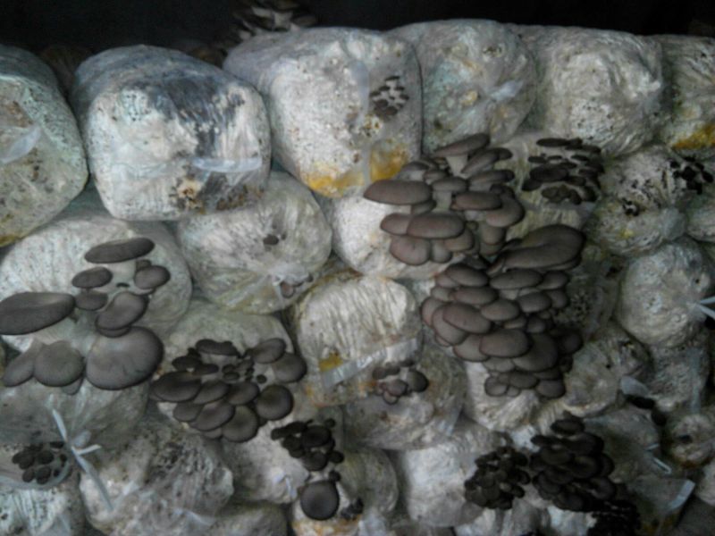 平菇菌棒23×55