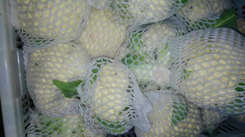 白花菜花，紧密乳白，基地直发，欢迎选购