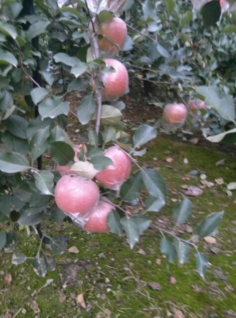 美八红露华硕苹果供应中，规格齐全，实力代办价格可谈