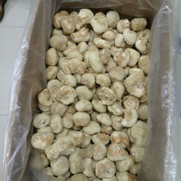 猴头菇3~5厘米