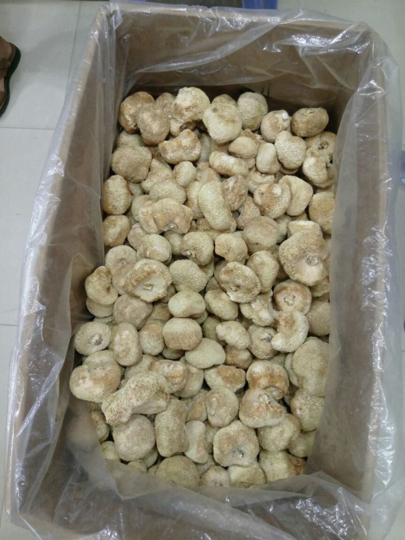 猴头菇3~5厘米