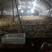 快大黄鸡苗1斤以下