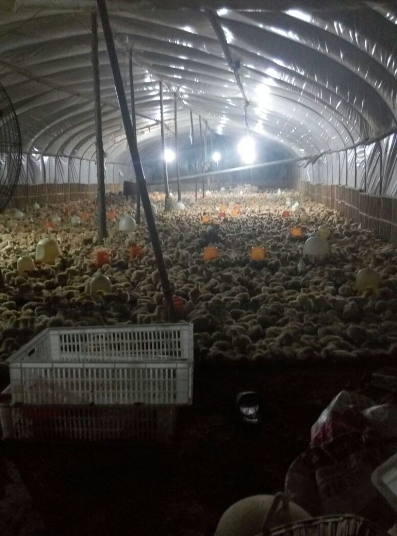 快大黄鸡苗1斤以下