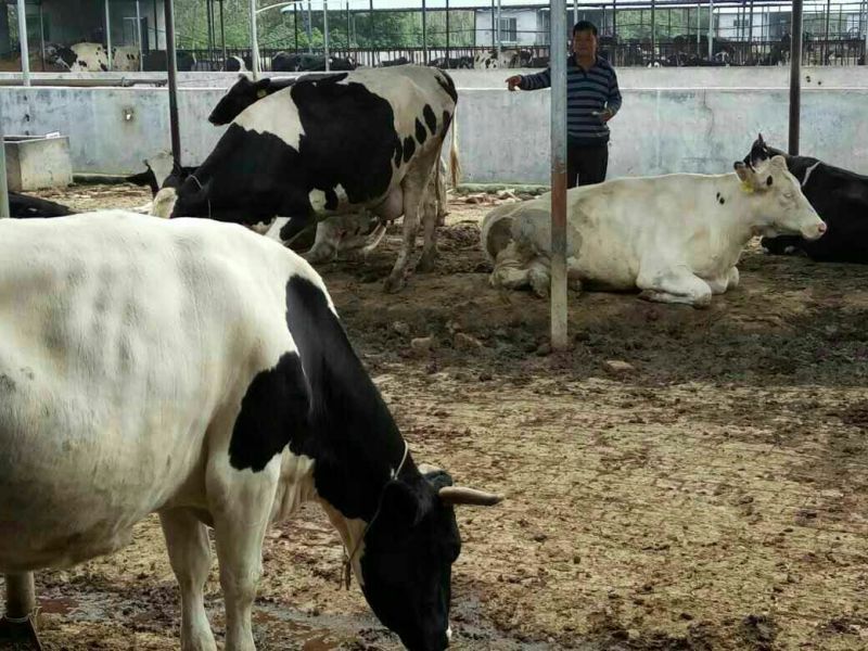淘汰奶牛600~800kg