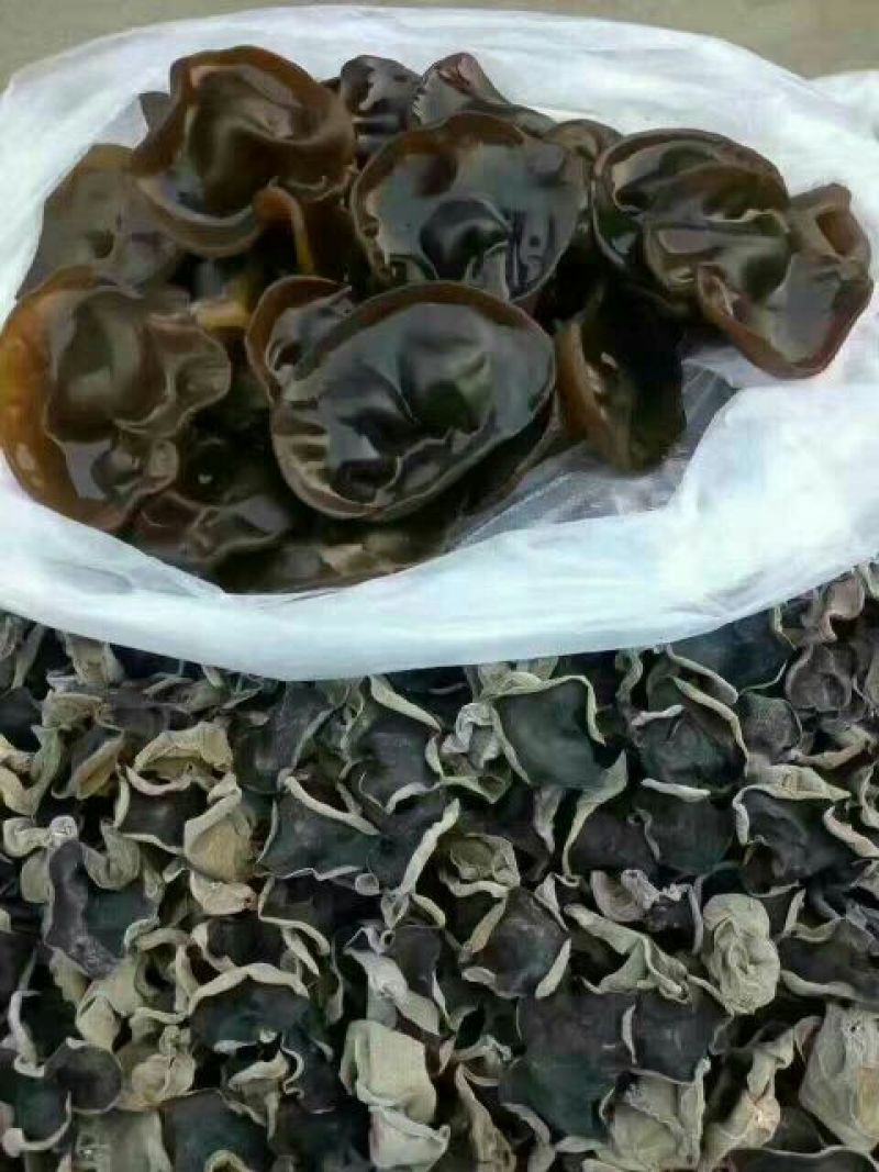 黑木耳一级