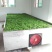 石阡苔茶特级